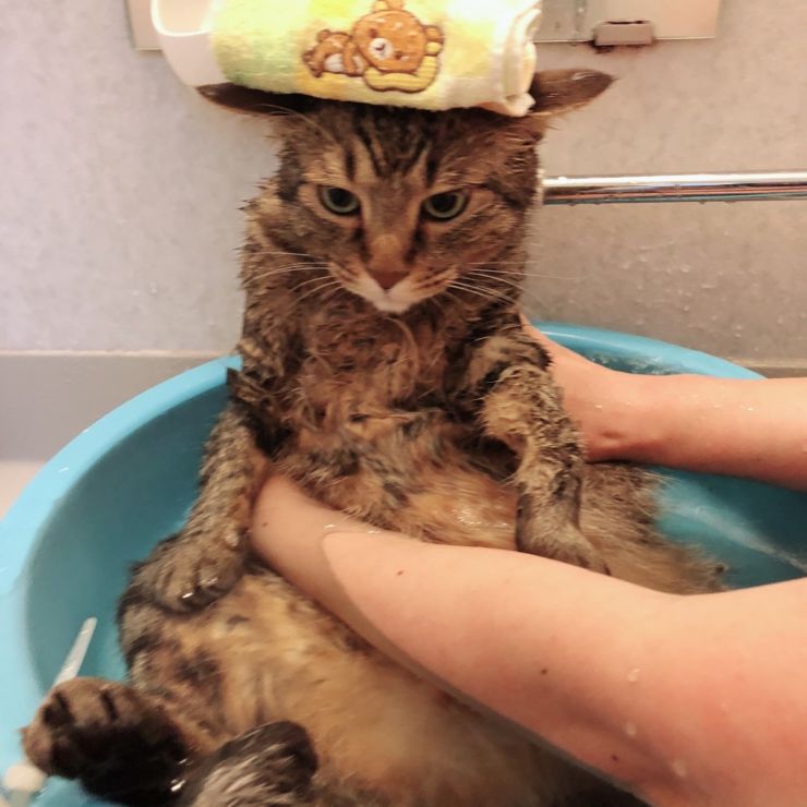 風呂好きになった拾い猫#どうぶつ基金