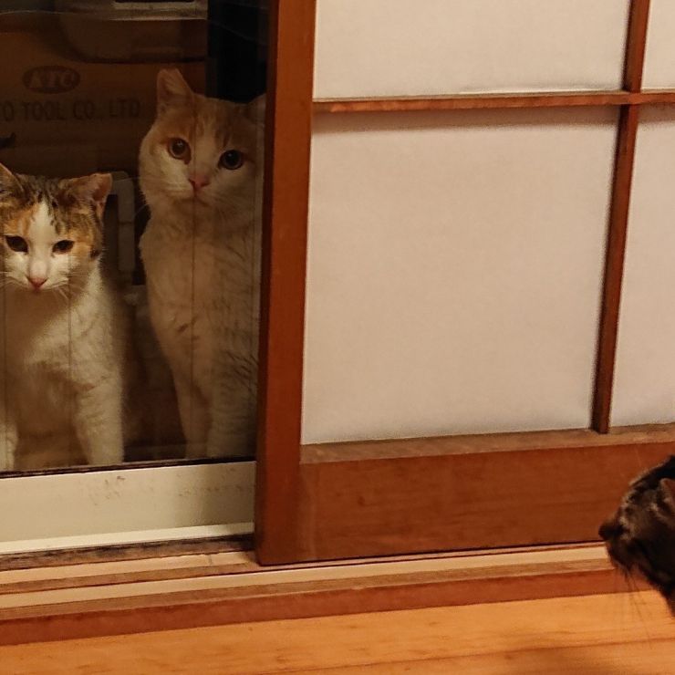 ご飯をもらえますか？