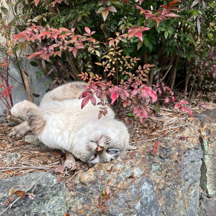 お昼寝中