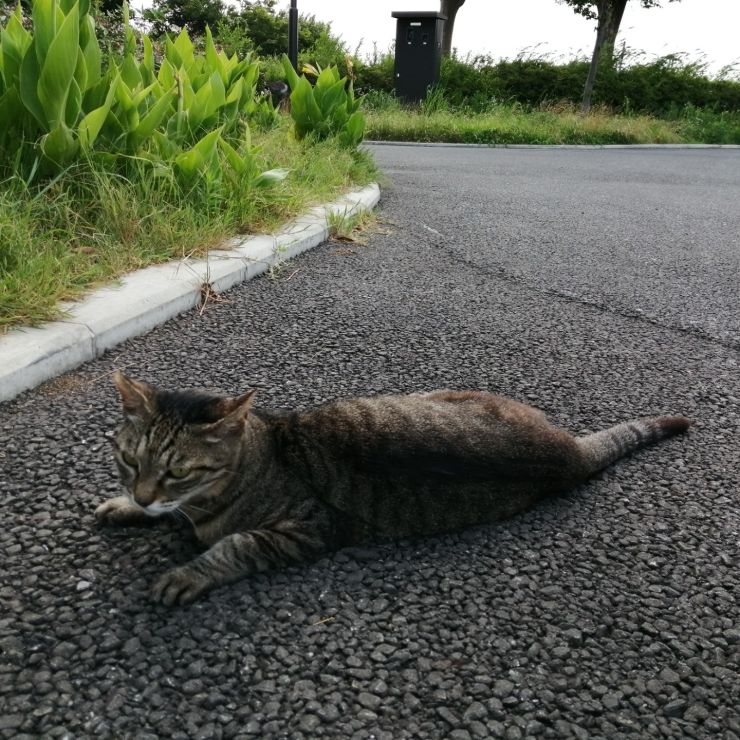 あら、あんたもさくら耳？