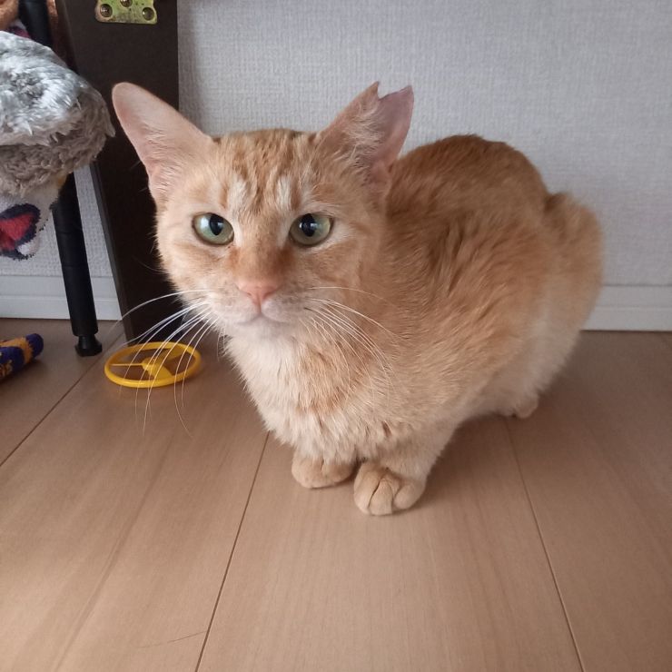 沢山の猫から選ばれた！