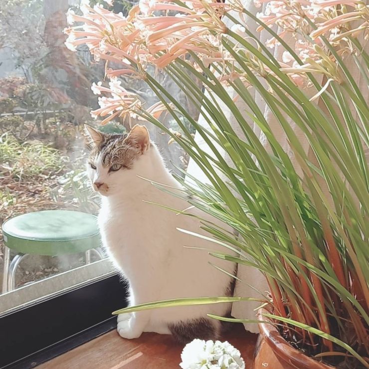 いのちつないだにゃん