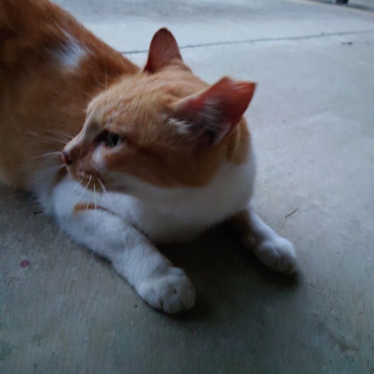 さくら耳猫のはずが