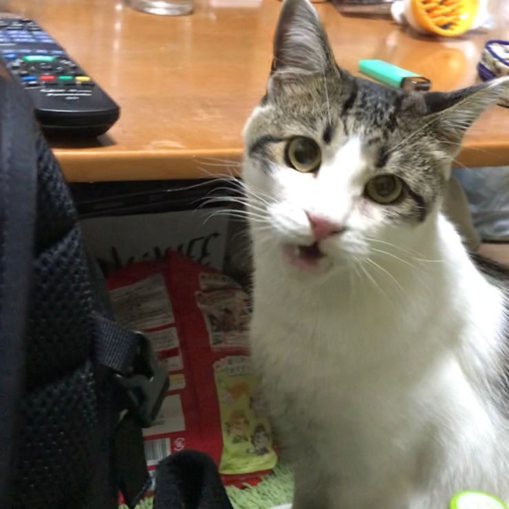 この顔は…！