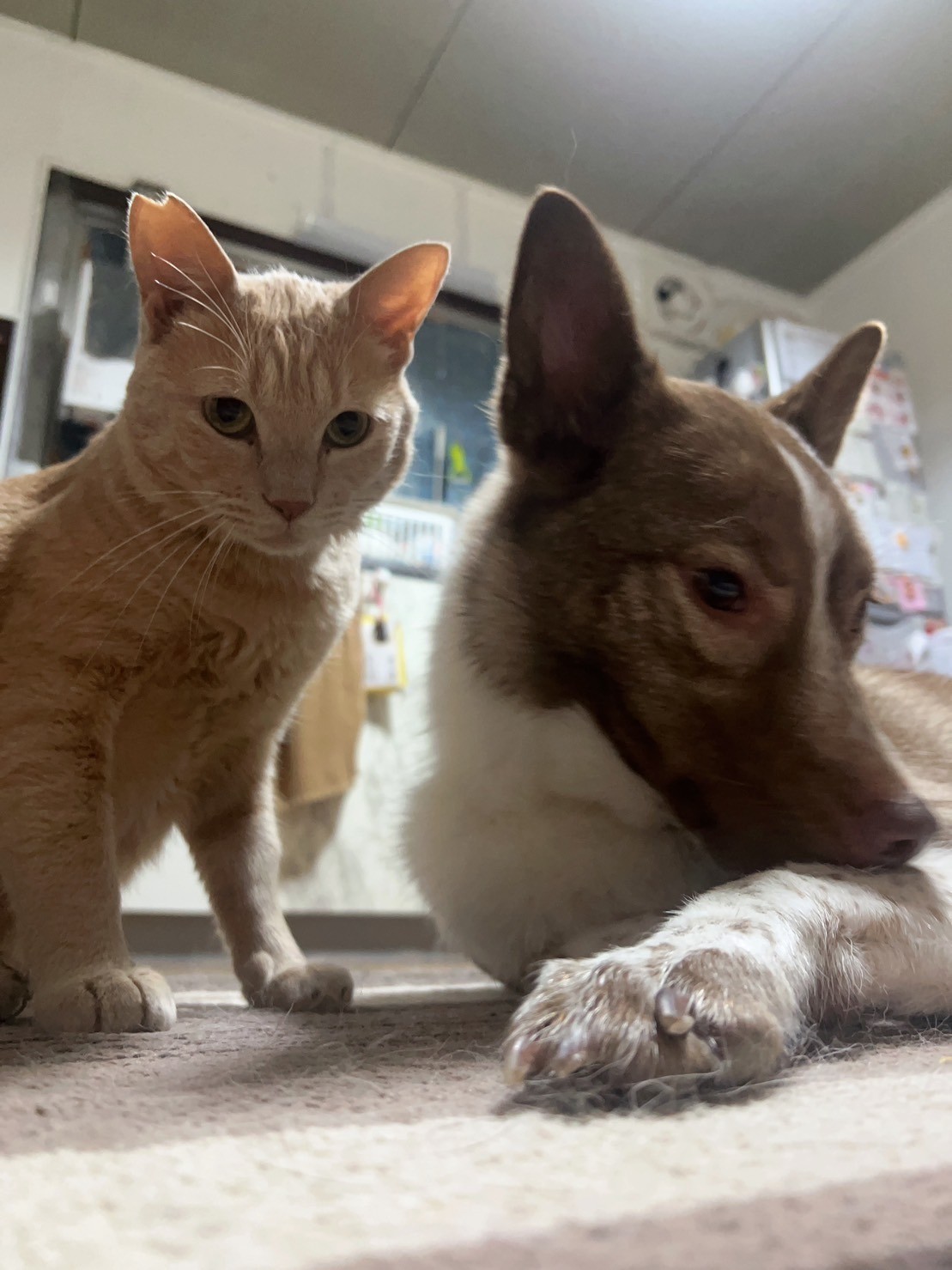 保護猫ミルキーくんと保護犬ロンさん