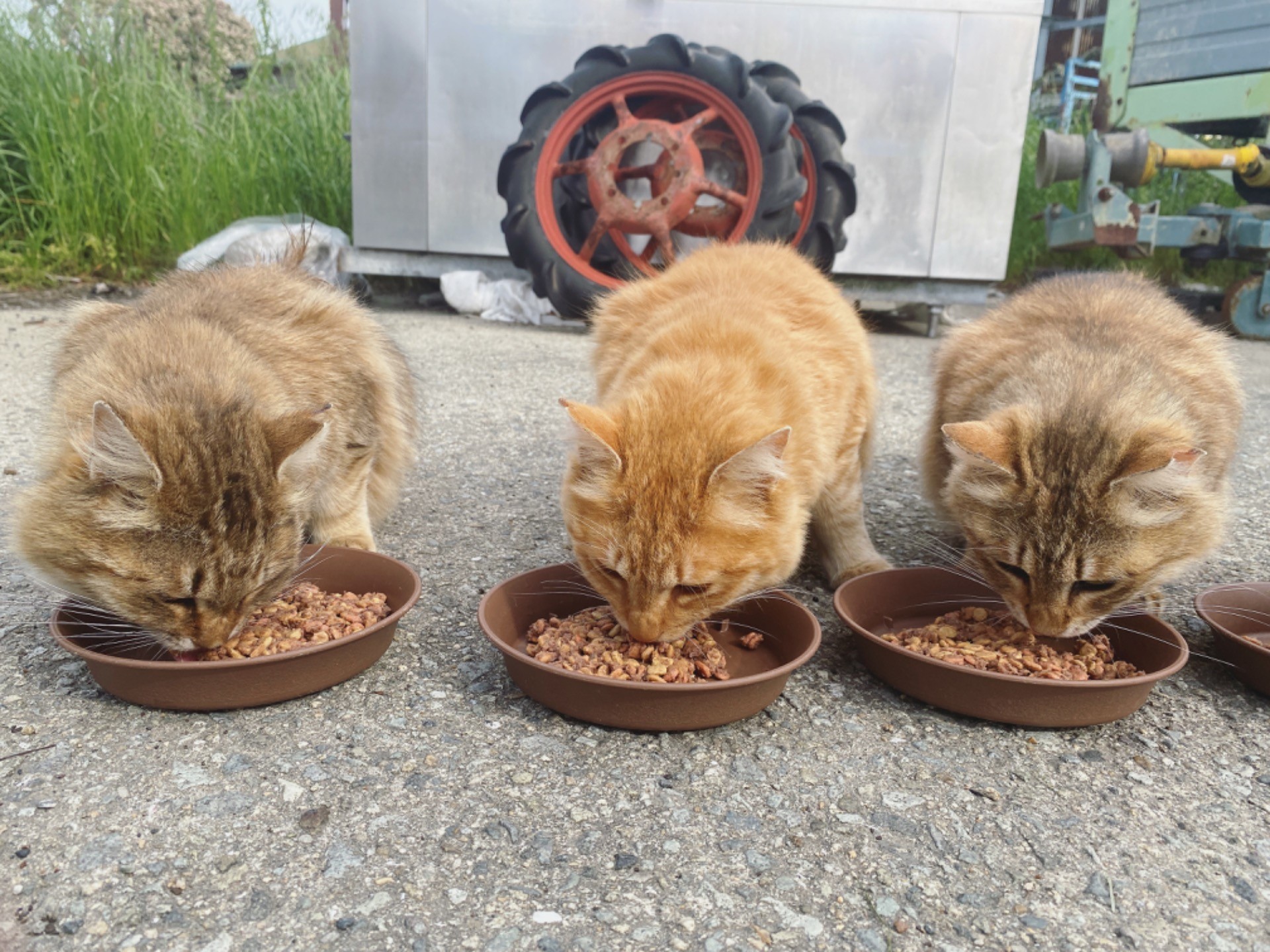 さくら猫三兄妹の朝食