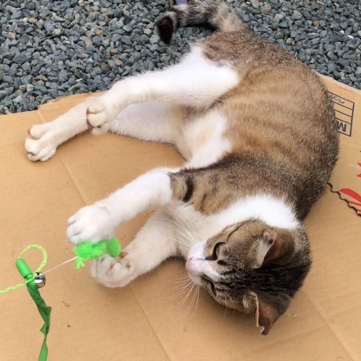 さくら猫の仲間入り！