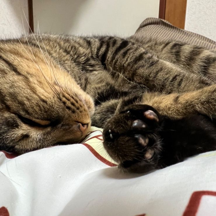 可愛いすぎる