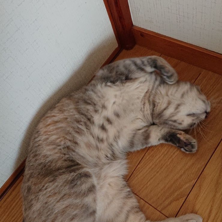 爆睡中