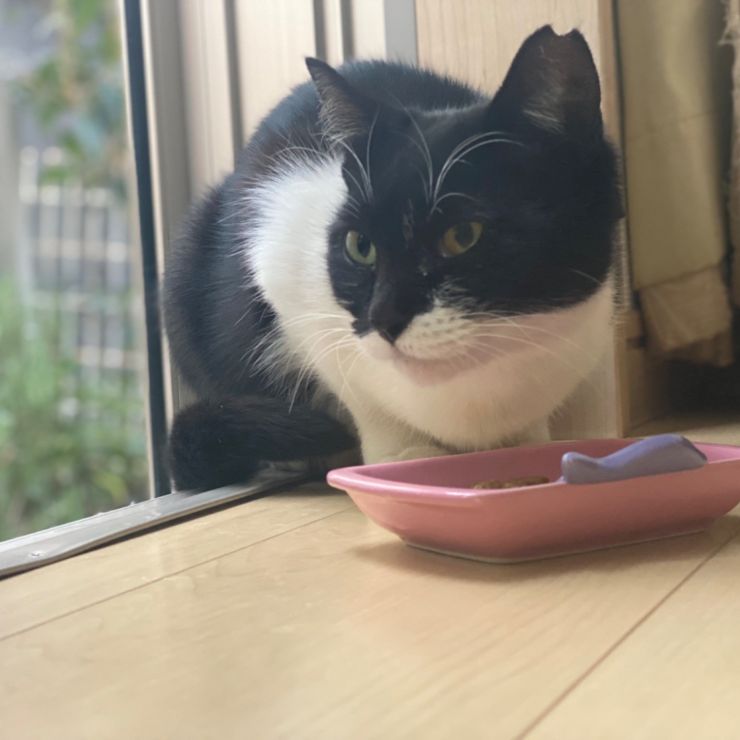 あしたも来ようかな