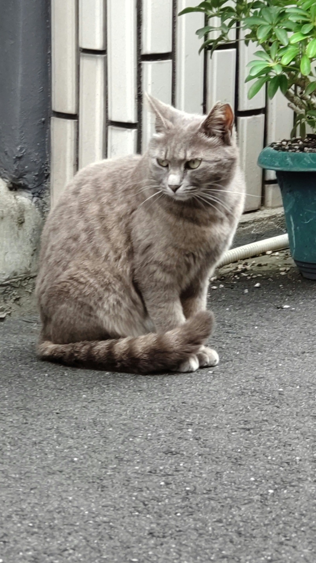 美しい地域ねこ