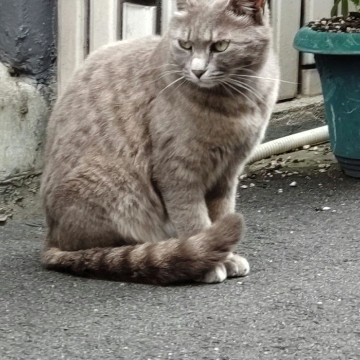 美しい地域ねこ