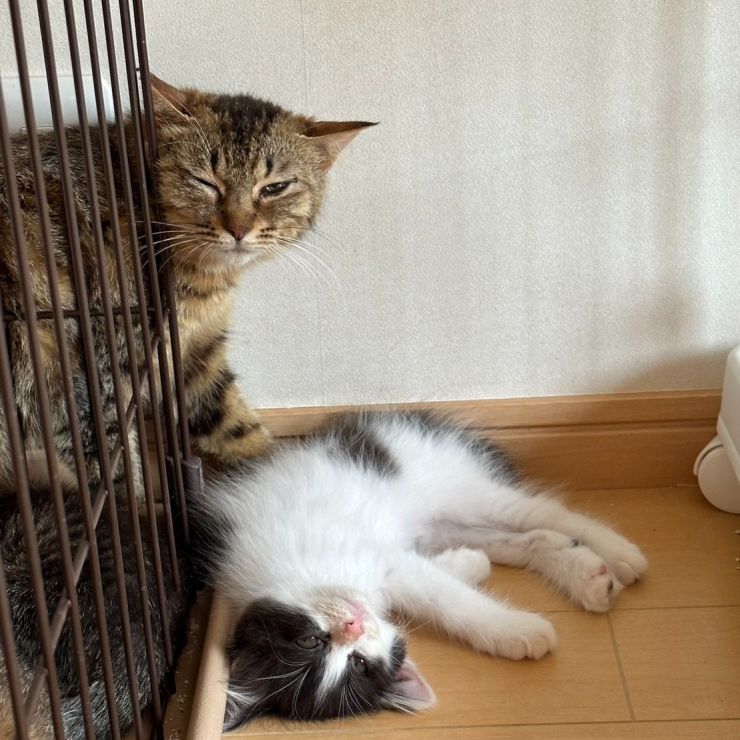 いのちつないだ