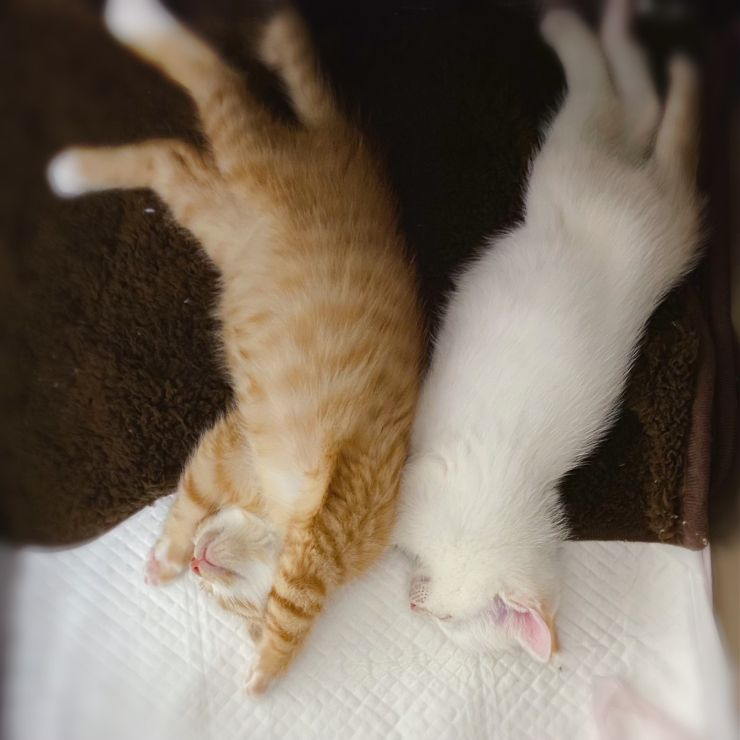 ずっといっしょ