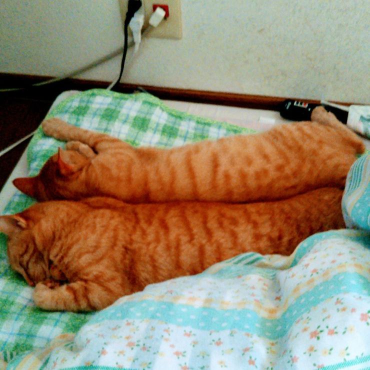 仲が悪い2人なのに…