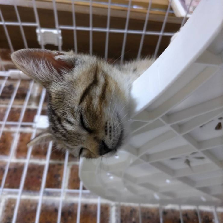 天使の寝顔