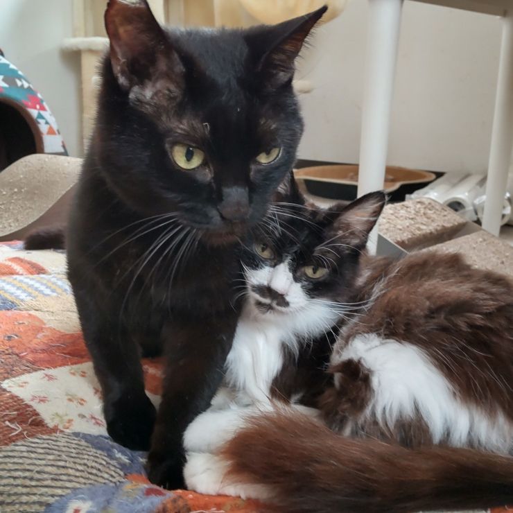 子猫に見えたおばあちゃん猫