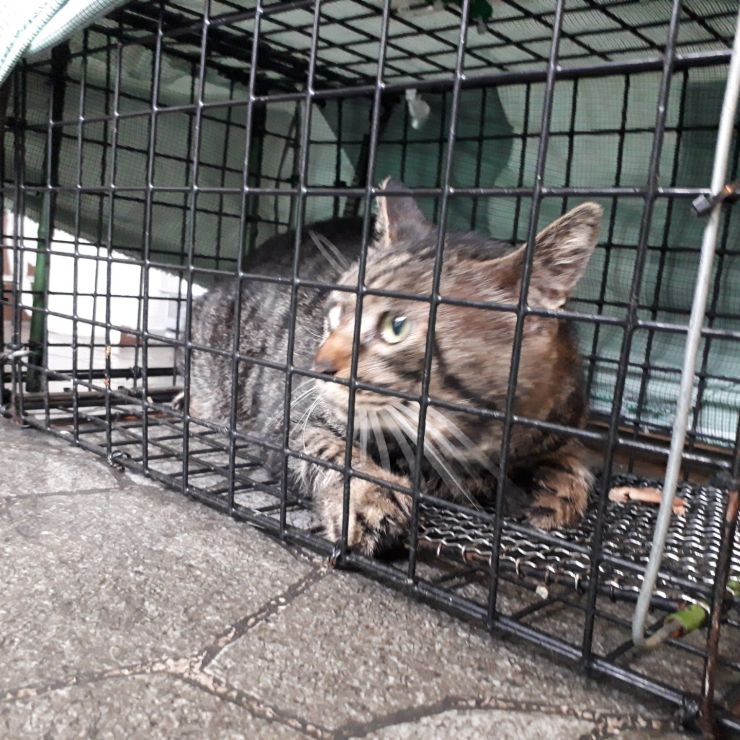 これからさくら猫に、、、