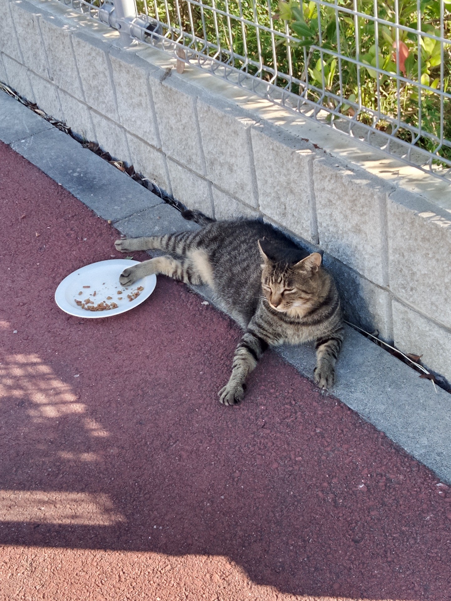 　行儀が悪いんだニャ~😾