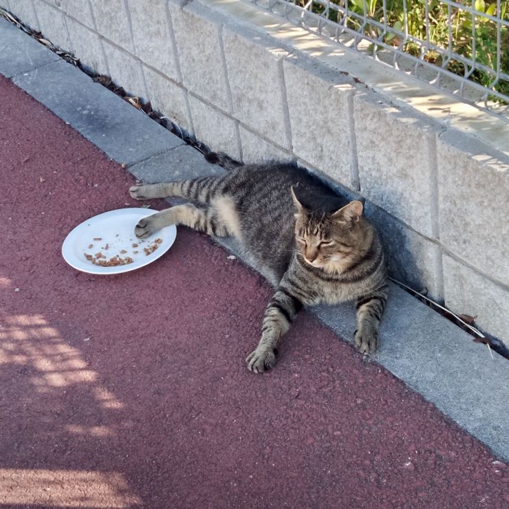 　行儀が悪いんだニャ~😾