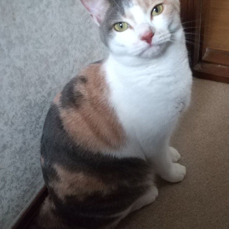ミャオミャオ