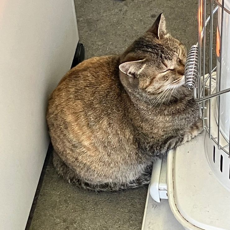 あったかいにゃん