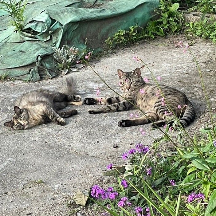 ひなたぼっこ