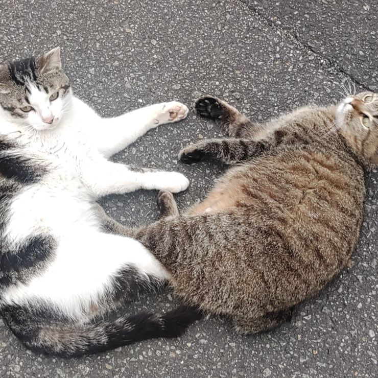 とても仲良し
