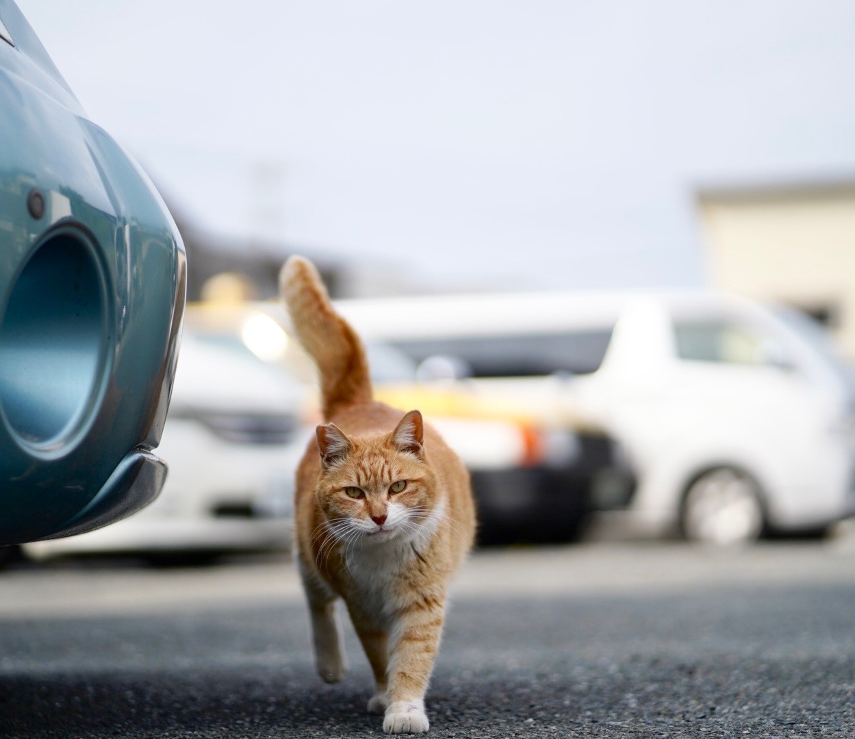 地域猫時代の俺