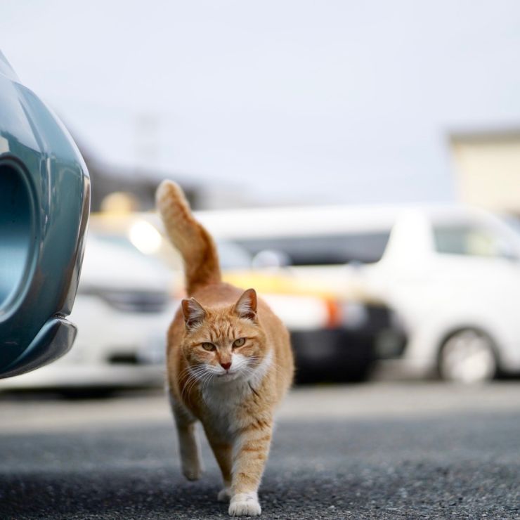 地域猫時代の俺