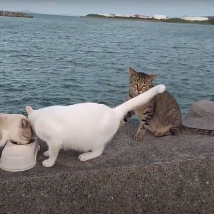 のんびり猫の夕涼み