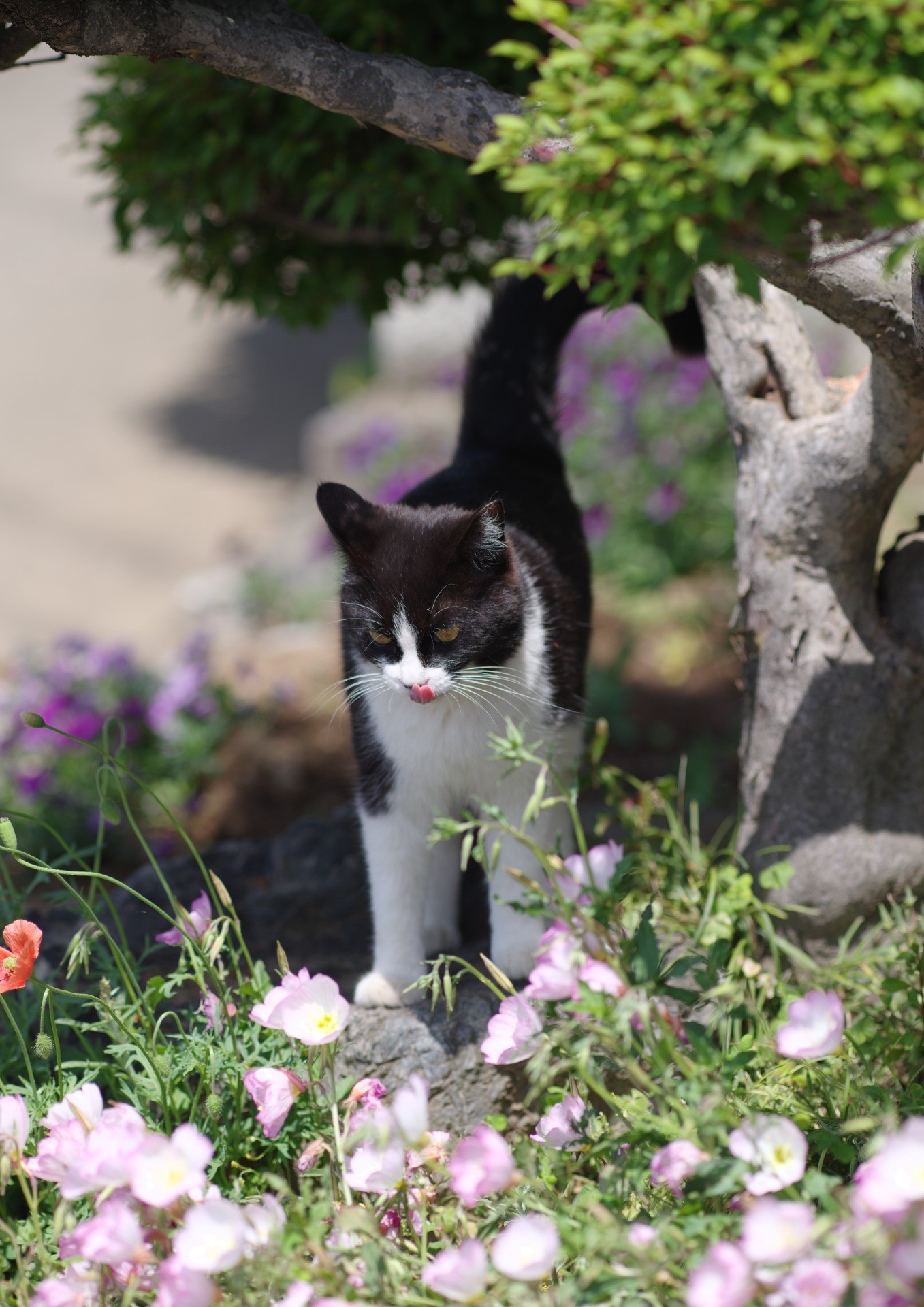 お花の素敵な季節ね