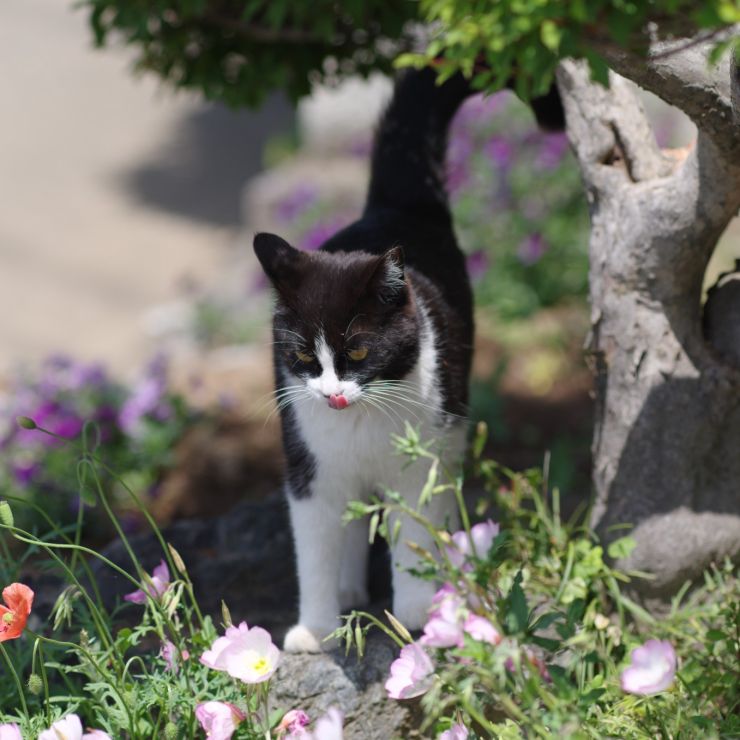 お花の素敵な季節ね