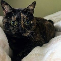 いのちをつないだニャンコ