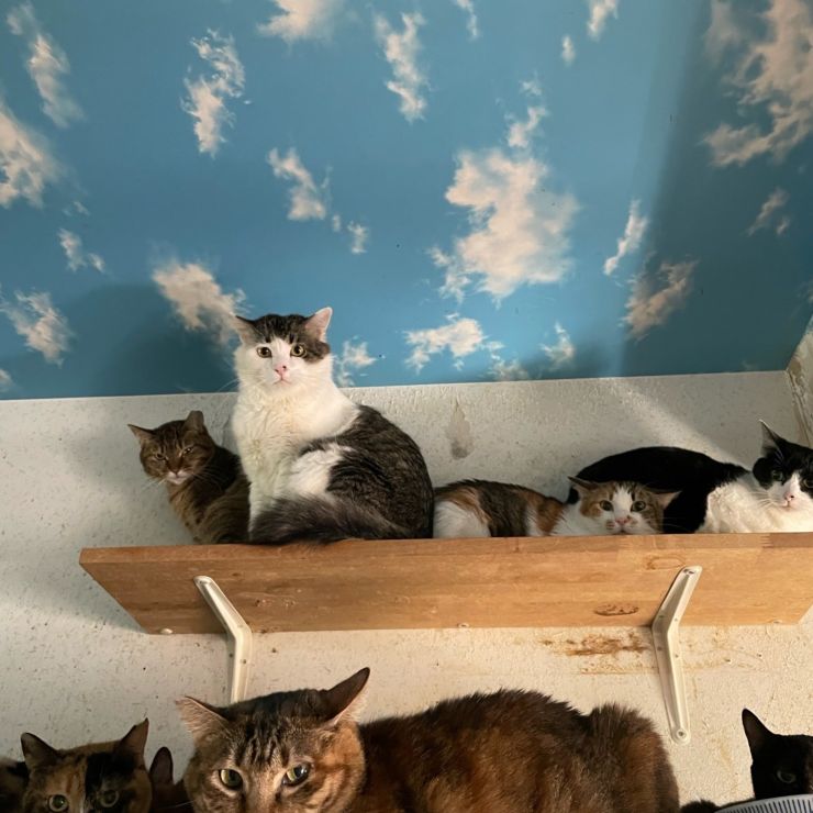 保護猫たち