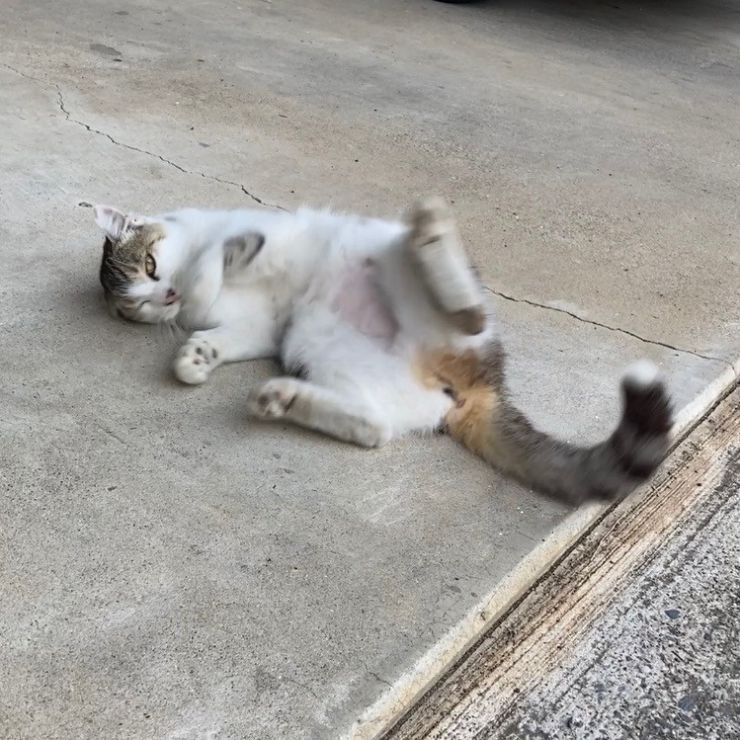 穏やかな顔