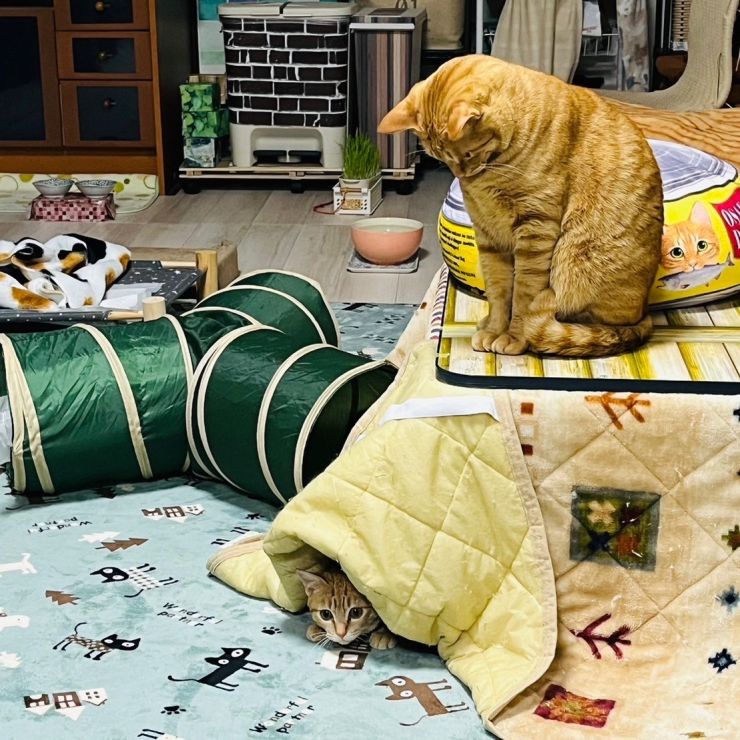 いのちつないだ