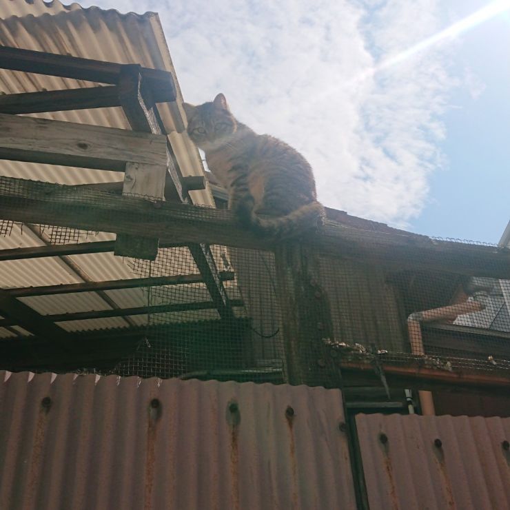 ぼくは、もうすぐ、さくらねこになるんだ!!