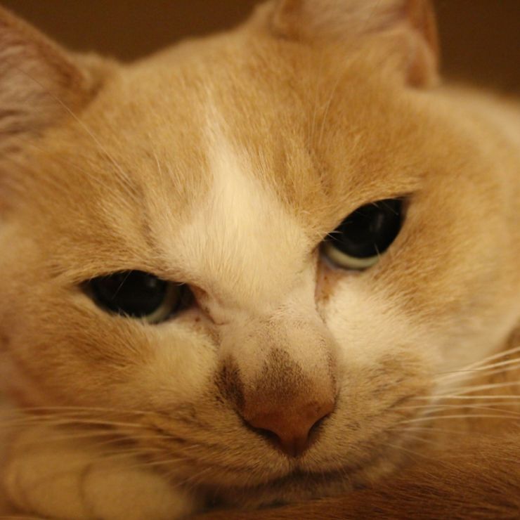 眠い日