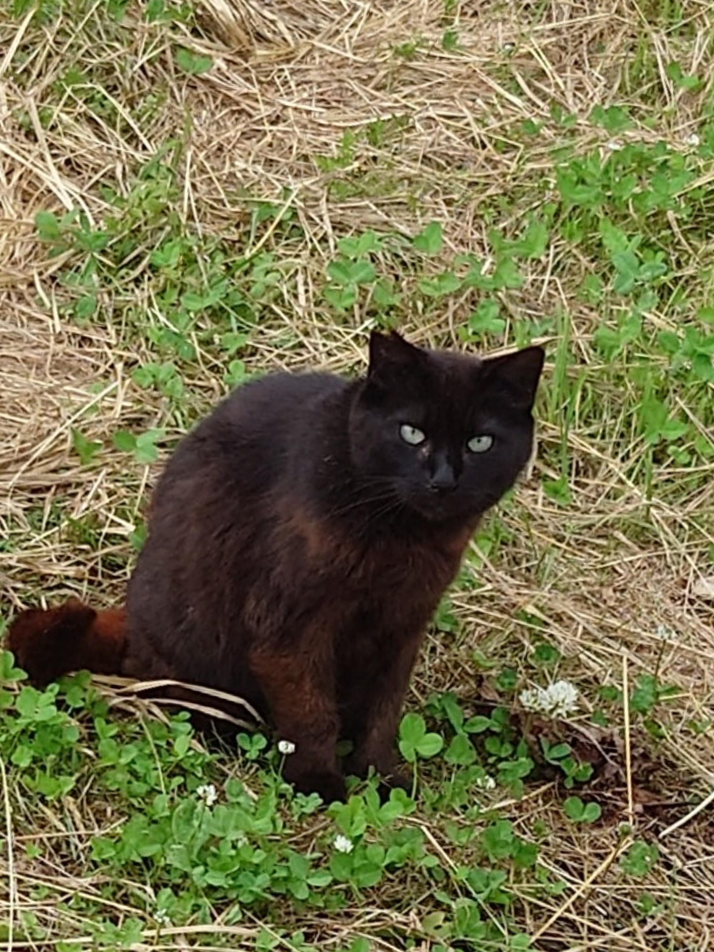 さくらねこ