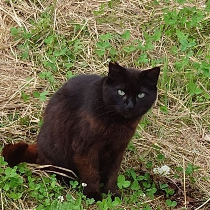 さくらねこ