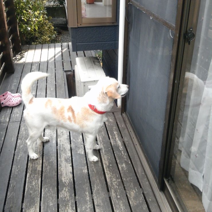 ただいま☺️お家入れて😊