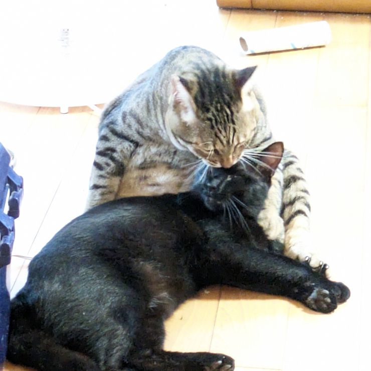 おもいやり