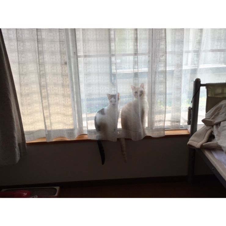 野良猫、何代目の2匹