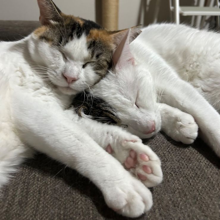 なかよしねこさん