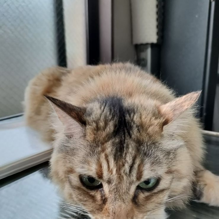 にゃん