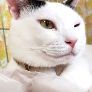 イエネコライフ　サイコー♪