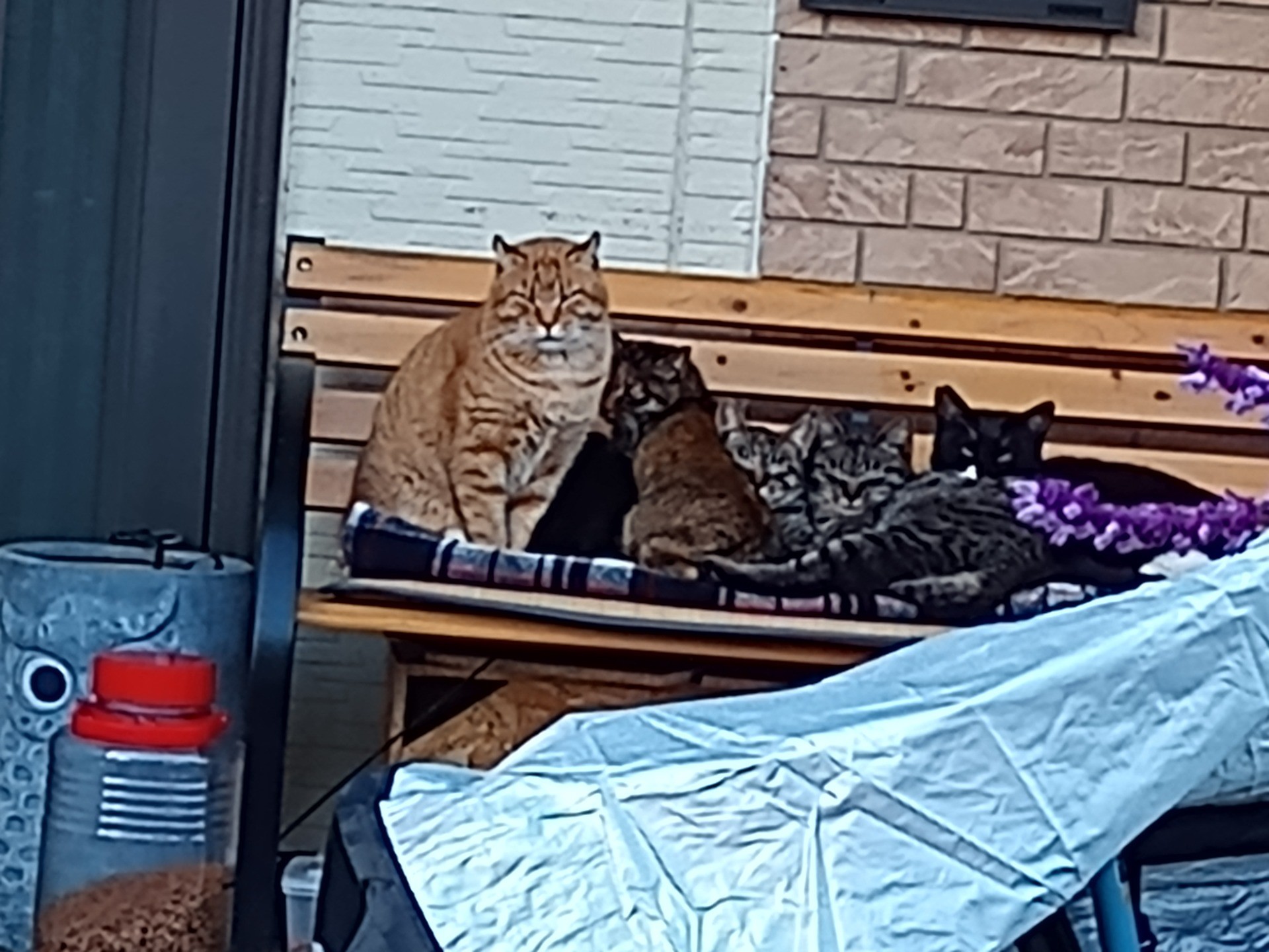 さくらねこですが仲間と一緒でしあわせです。