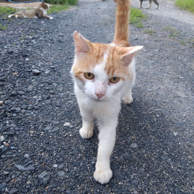 さくらみみのポンタ