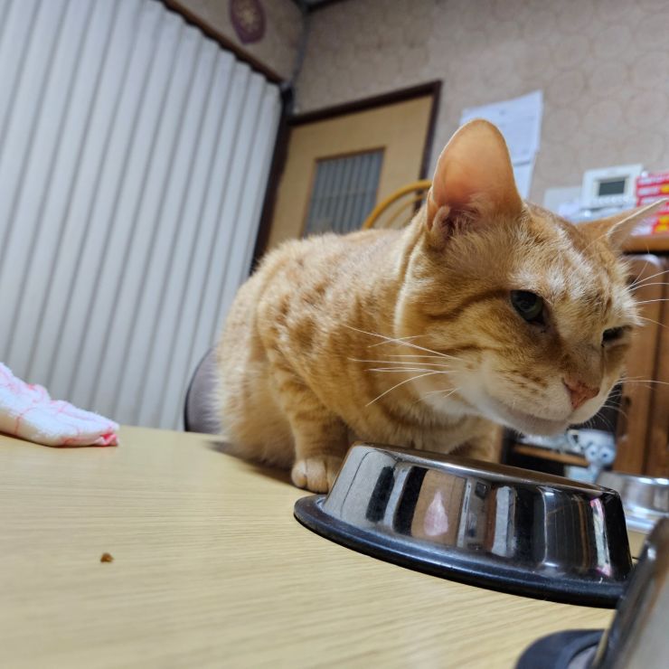 まーくんごはん中